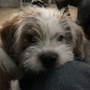 Meet your Posher, Larkin